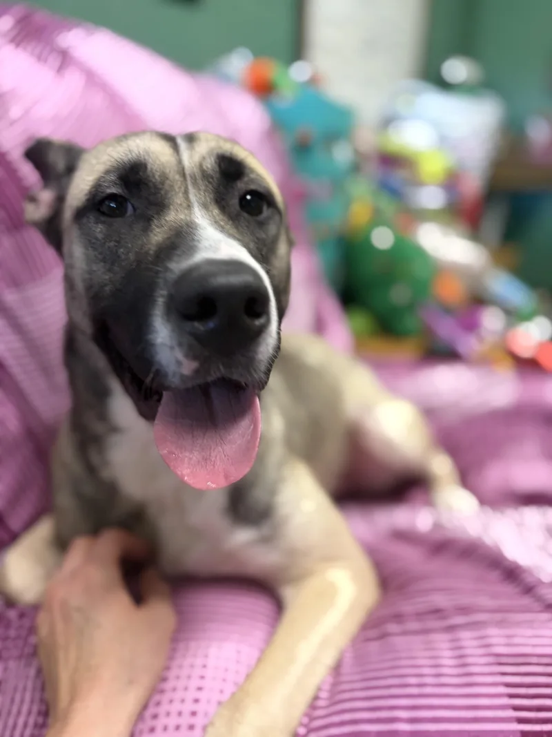 An adult medium-sized female Shepherd dog named Chloe for adoption in Seneca, PA