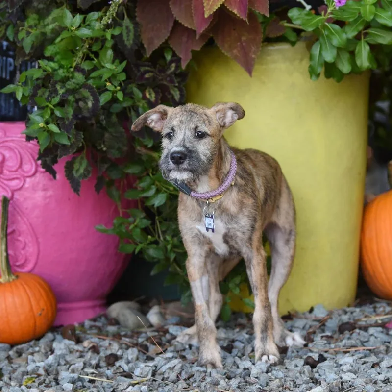 A baby small-sized male Terrier dog named Daniel for adoption in Wake Forest, NC
