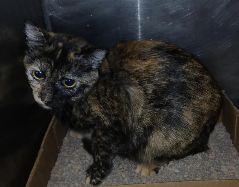 A young small-sized female Domestic Short Hair cat named Roxy for adoption in Olney, IL