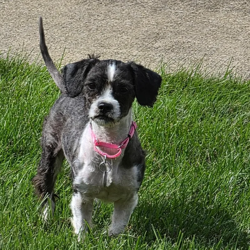 An adult small-sized female Black Shih Tzu dog named Sprinkles for adoption in Cleveland, OH
