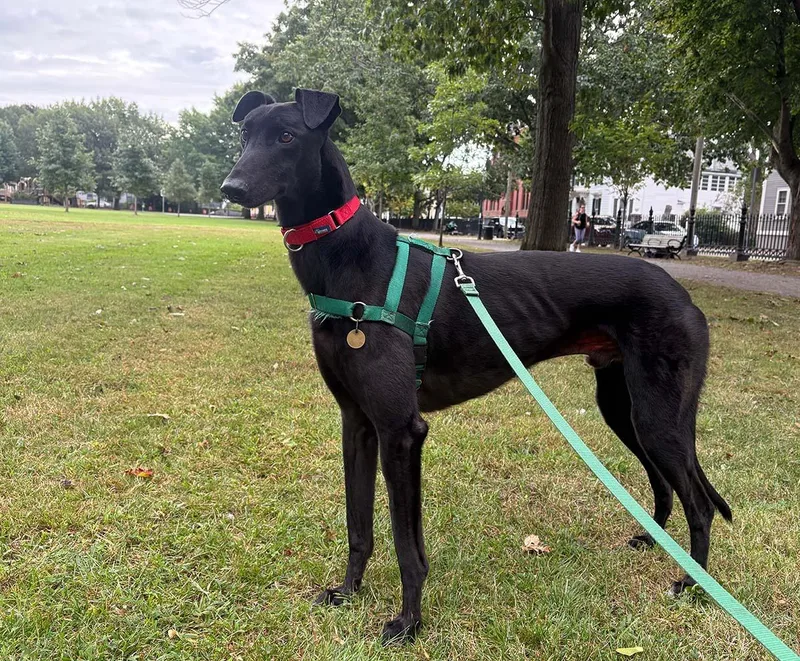 An adult large-sized male Greyhound dog named Bonzo for adoption in Ware, MA