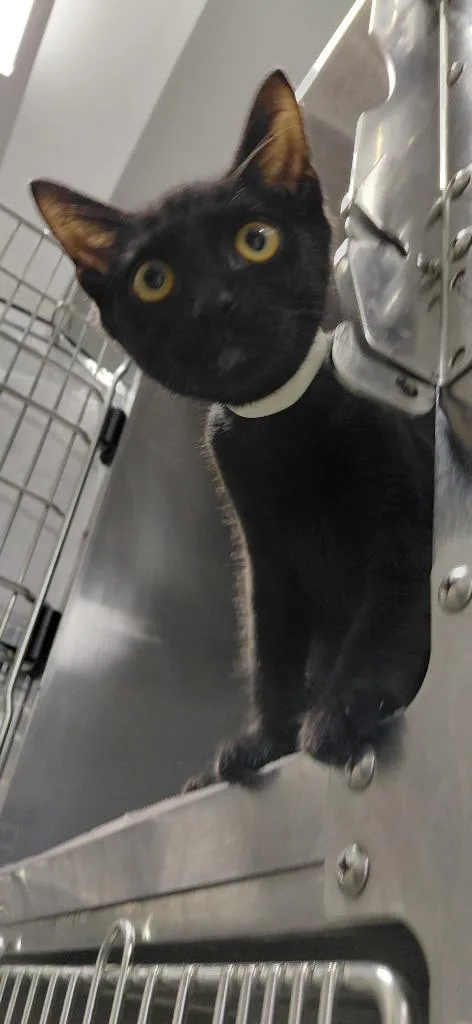 A baby small-sized male Domestic Short Hair cat named Ninja for adoption in Henderson, NC