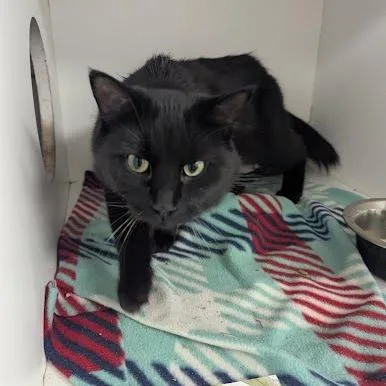 An adult small-sized male Domestic Long Hair cat named Gomez for adoption in Jeffersonville, IN
