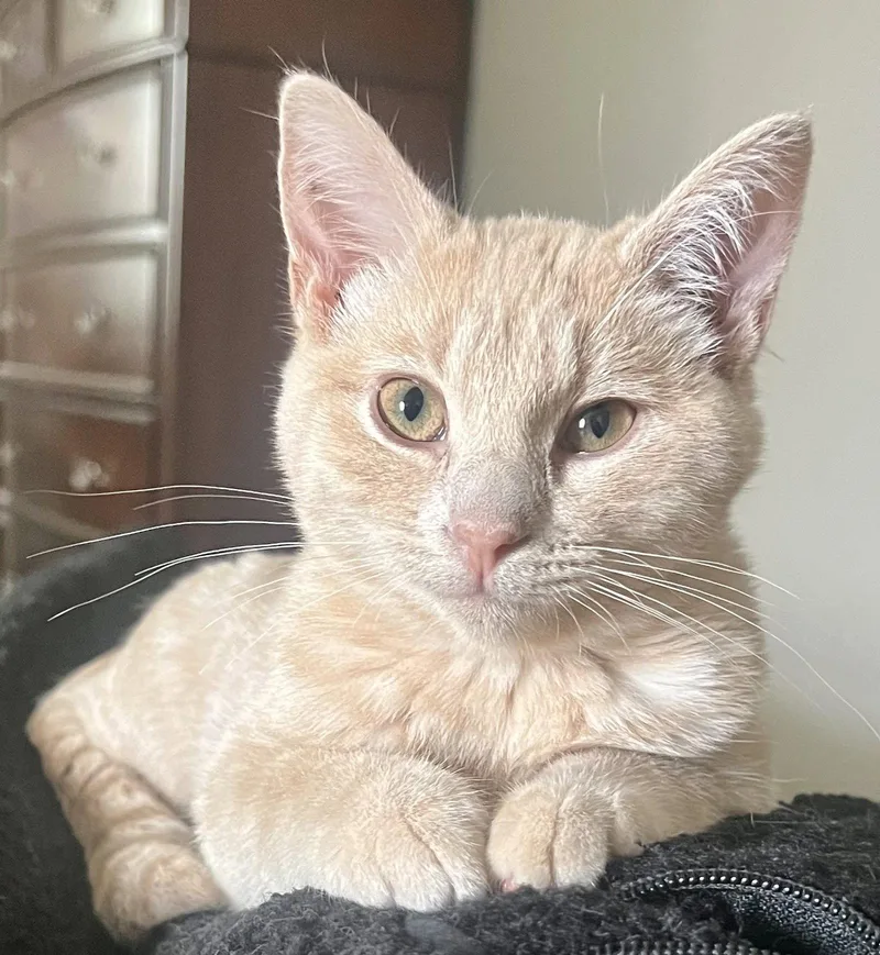 A baby medium-sized male Buff / Tan / Fawn Domestic Short Hair cat named Willie for adoption in Shawnee, KS