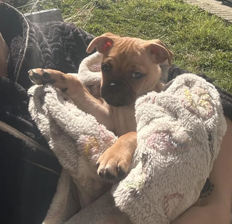 A baby small-sized female Pug dog named Jesse for adoption in ventura, CA
