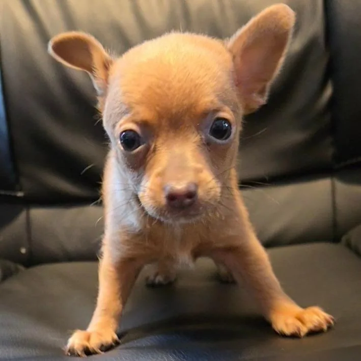 A baby small-sized female Brown / Chocolate Chihuahua dog named Minnie Pearl for adoption in Jefferson city, TN