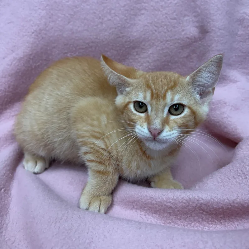 A baby small-sized male Orange / Red Domestic Short Hair cat named Gil for adoption in West Point, MS