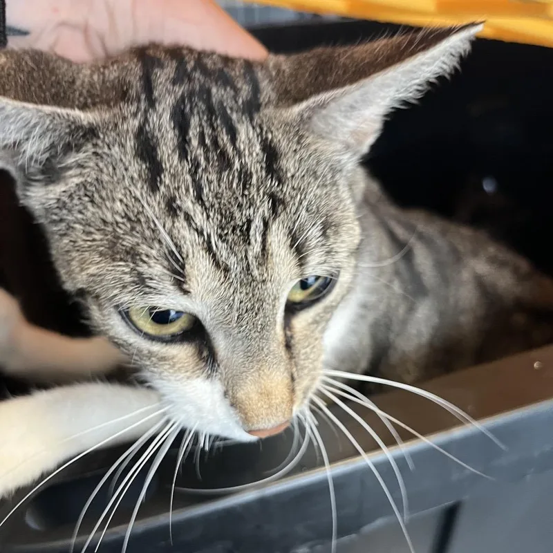 An adult medium-sized female Brown / Chocolate Domestic Short Hair cat named Choco for adoption in Greensboro, NC