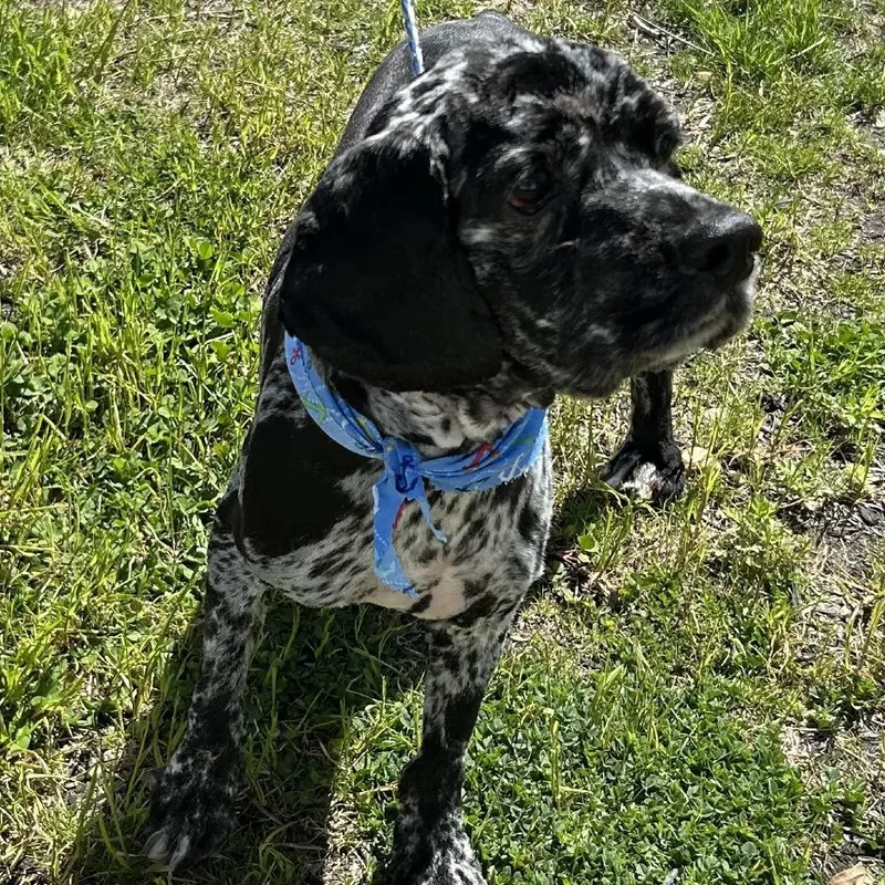 An adult medium-sized male Black Cocker Spaniel dog named Jordan for adoption in Calverton, NY