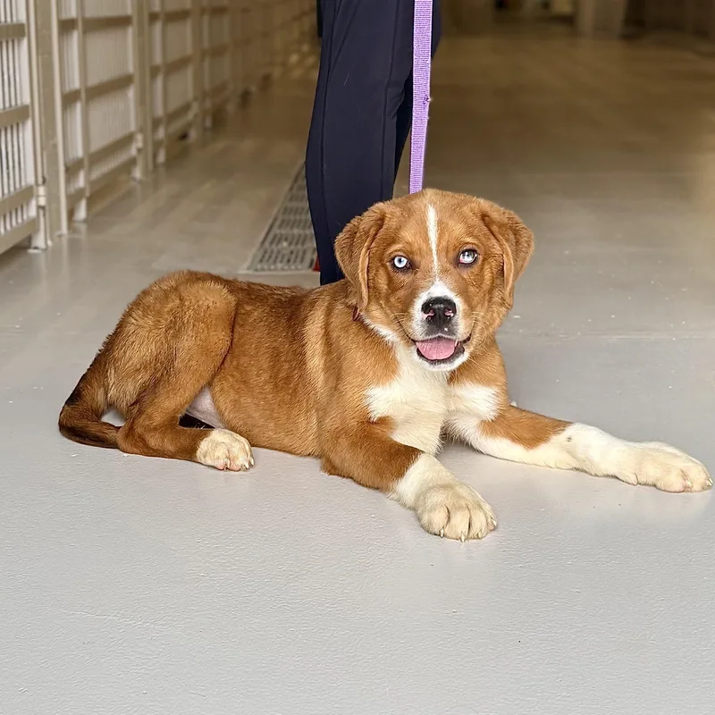 A baby large-sized male Mastiff dog named Peaky for adoption in Chicago, IL