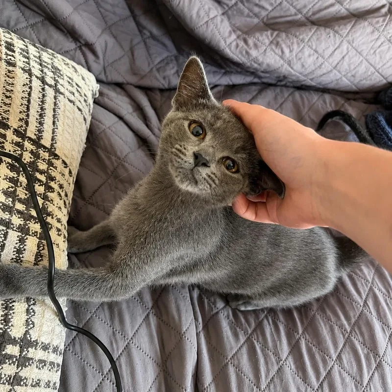 A baby medium-sized male Gray / Blue / Silver Russian Blue cat named Rye for adoption in Houston, TX