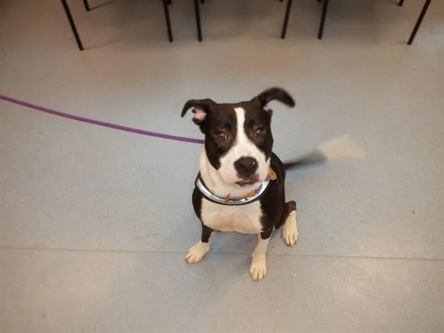 A young medium-sized male Pit Bull Terrier dog named Mochi for adoption in San Jose, CA
