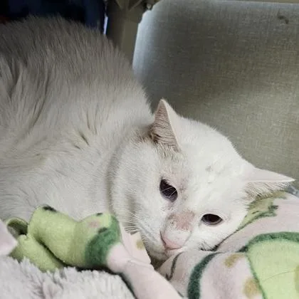 A senior small-sized male Domestic Short Hair cat named Quartz for adoption in Scotia, NY