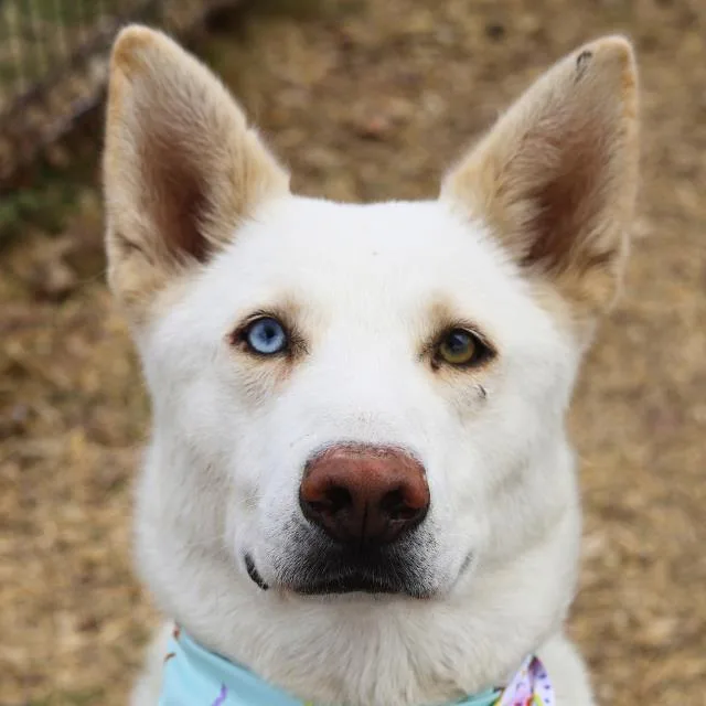 An adult large-sized male Husky dog named Hatchi for adoption in San Antonio, TX
