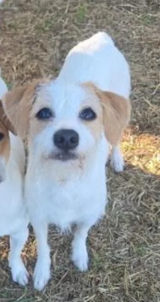 A young small-sized female Terrier dog named Crissie in TX for adoption in Cranston, RI