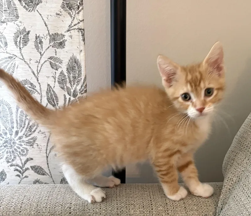 A baby large-sized male Orange & White Domestic Short Hair cat named Fuzzy Fable for adoption in Geneseo, IL