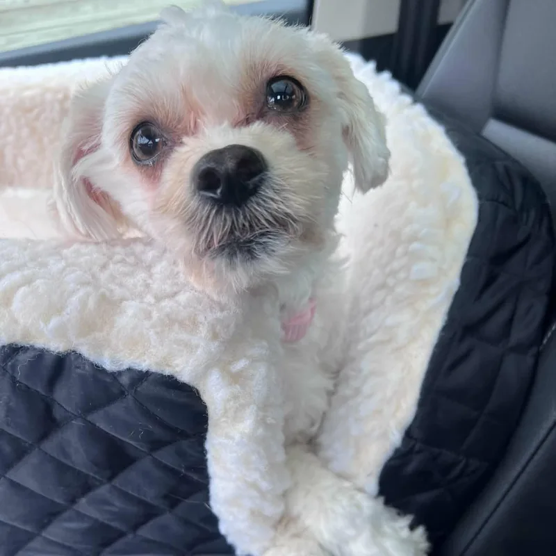 A young small-sized female Miniature Poodle dog named Tilly for adoption in Stamford , CT