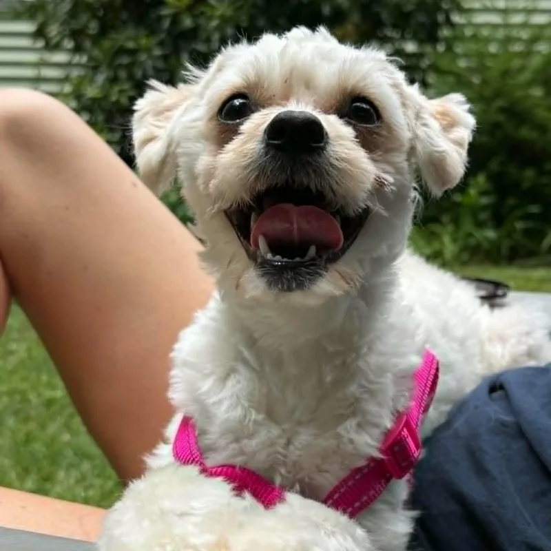 Tilly thumbnail 2