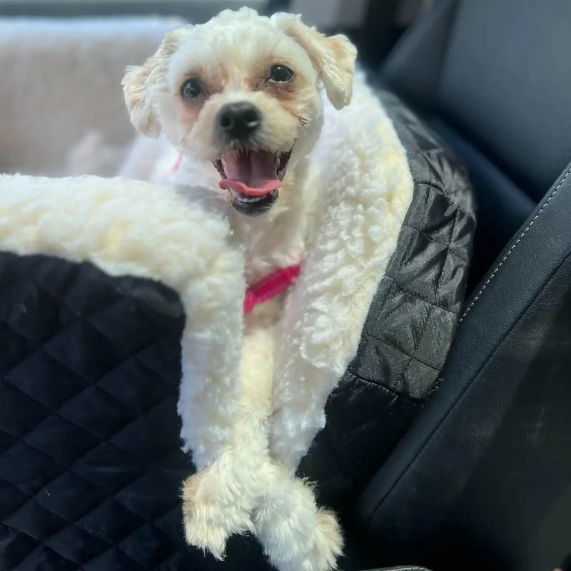 Tilly thumbnail 3