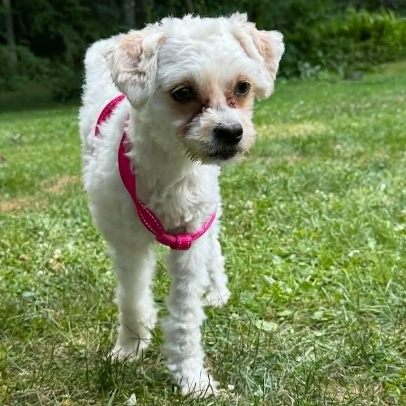 Tilly thumbnail 4