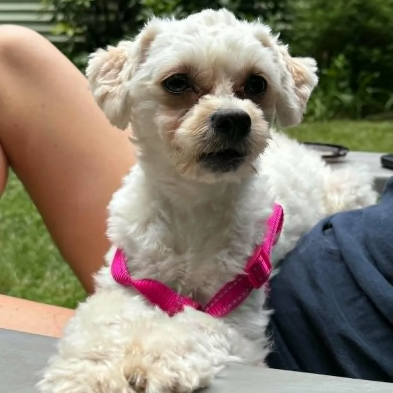 Tilly thumbnail 5