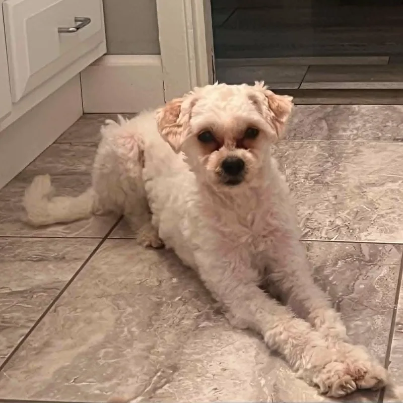 Tilly thumbnail 6
