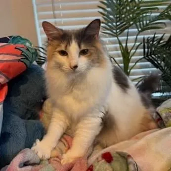 An adult small-sized female White Domestic Long Hair cat named Daisy for adoption in Rochester, MN