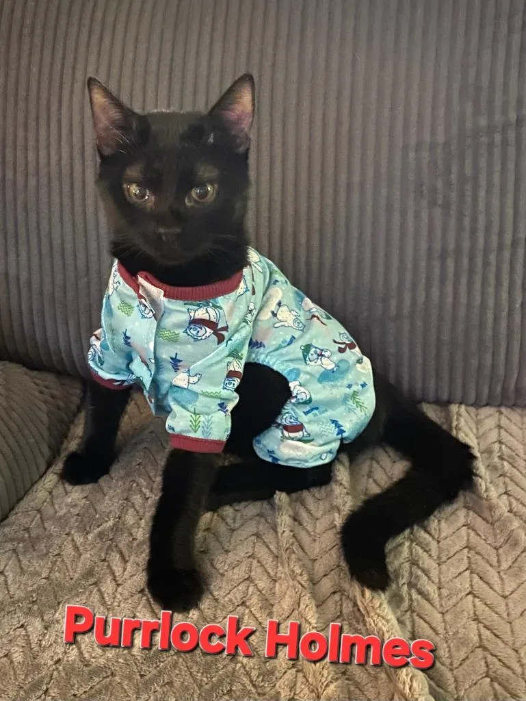 A baby medium-sized male Domestic Short Hair cat named Purrlock Holmes for adoption in Rome, GA