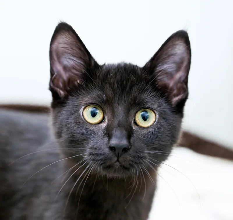 A baby medium-sized female Black Domestic Short Hair cat named Nespresso for adoption in Chattanooga, TN