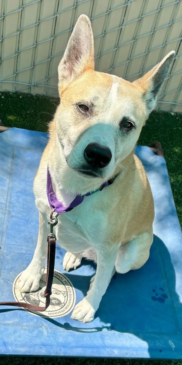 An adult medium-sized female Siberian Husky dog named Cinderella for adoption in Escondido, CA