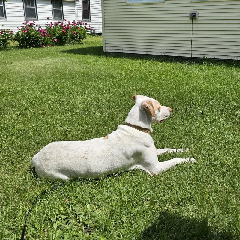 An adult medium-sized male White / Cream Pointer dog named Mack for adoption in Wadena, MN