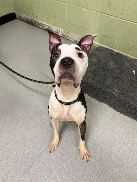 An adult medium-sized male American Staffordshire Terrier dog named Kodi for adoption in Indianapolis, IN