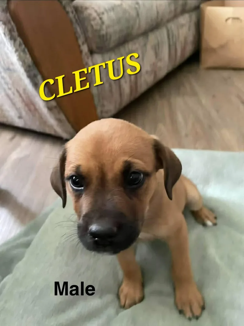 Cletus