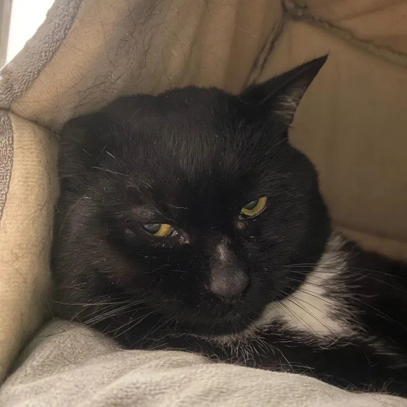 A young medium-sized male Domestic Short Hair cat named Oogie Boogie for adoption in Fall River, MA