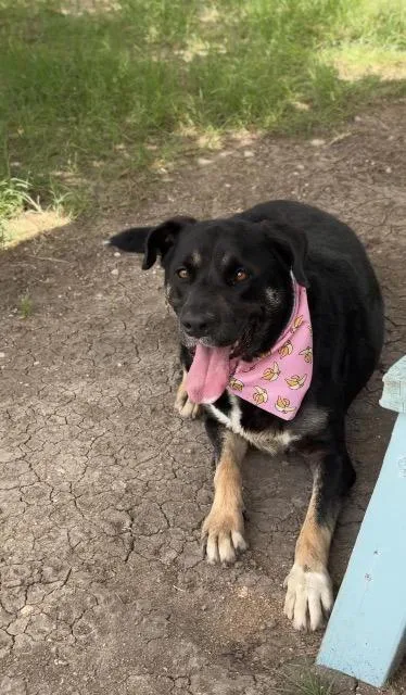 A young extra large-sized female Catahoula Leopard Dog dog named Angel for adoption in New Braunfels, TX