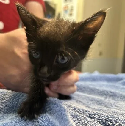 A young medium-sized female Domestic Short Hair cat named Aela for adoption in Kansas City, MO