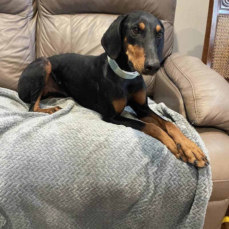An adult medium-sized female Doberman Pinscher dog named Tess for adoption in Lisbon, OH