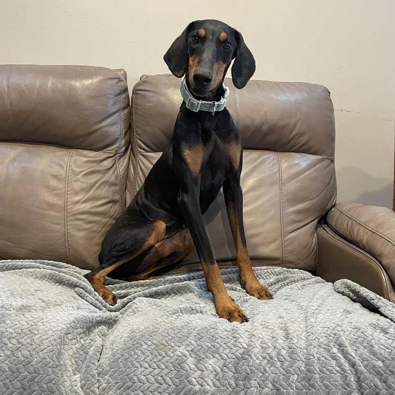 Tess thumbnail 4