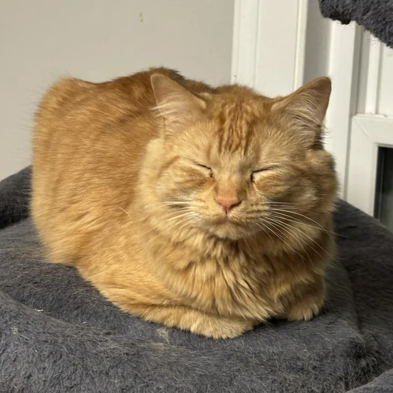 An adult large-sized male Orange / Red Domestic Medium Hair cat named Fitzgerald for adoption in Wakefield, MA