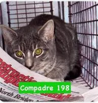 A baby medium-sized male Domestic Short Hair cat named Compadre for adoption in West Chester, PA