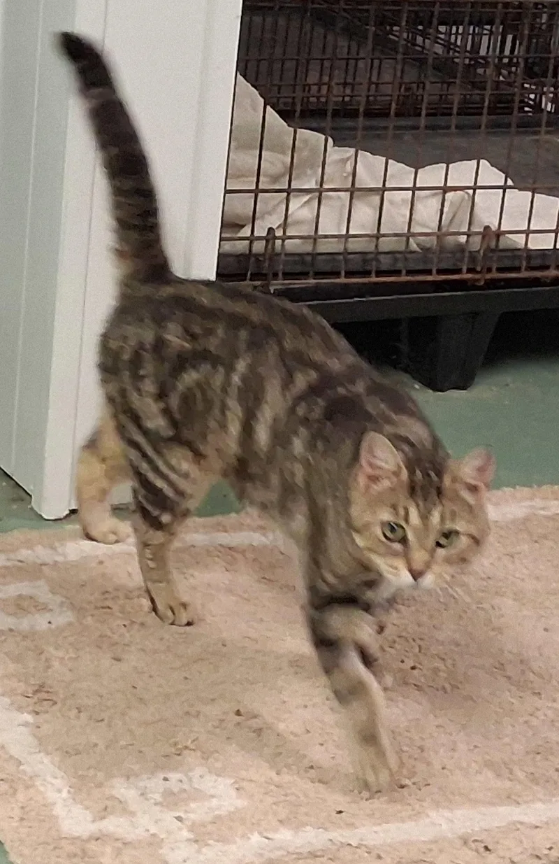 A young medium-sized female Domestic Medium Hair cat named Glenda for adoption in Mcconnelsville, OH