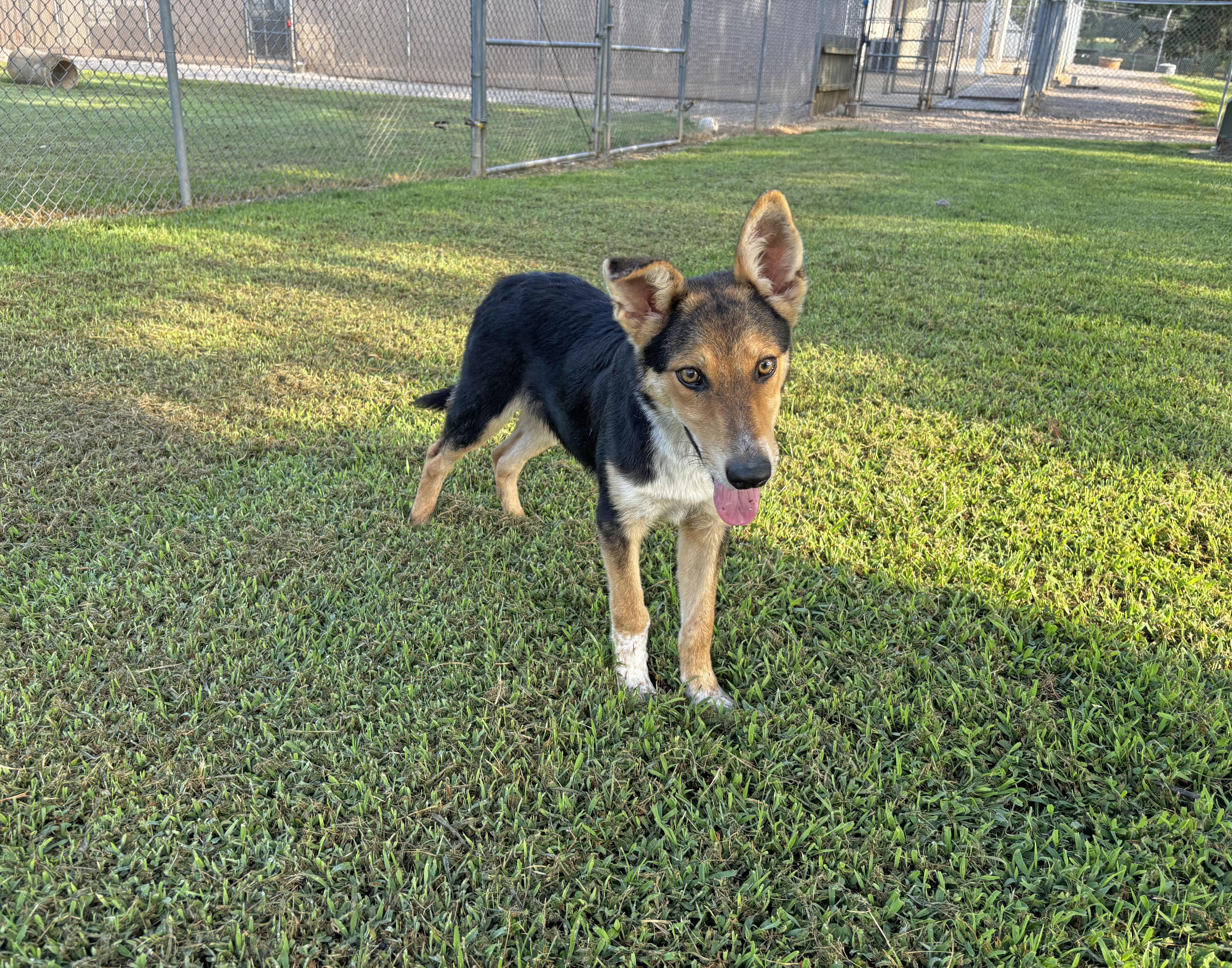 A young medium-sized male Shepherd dog named Yeti for adoption in Savannah, TN
