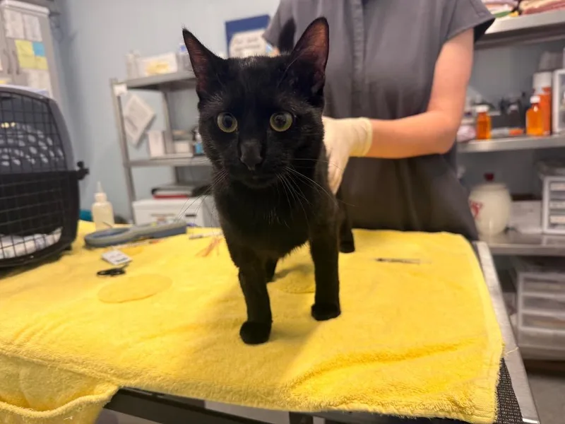 A young medium-sized male Domestic Short Hair cat named Tatum for adoption in Raleigh, NC