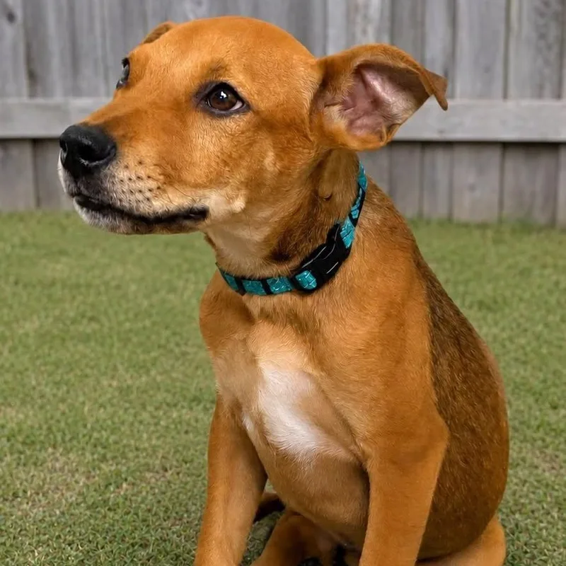 A baby medium-sized male Brown / Chocolate Mixed Breed dog named Zava for adoption in Cranston, RI