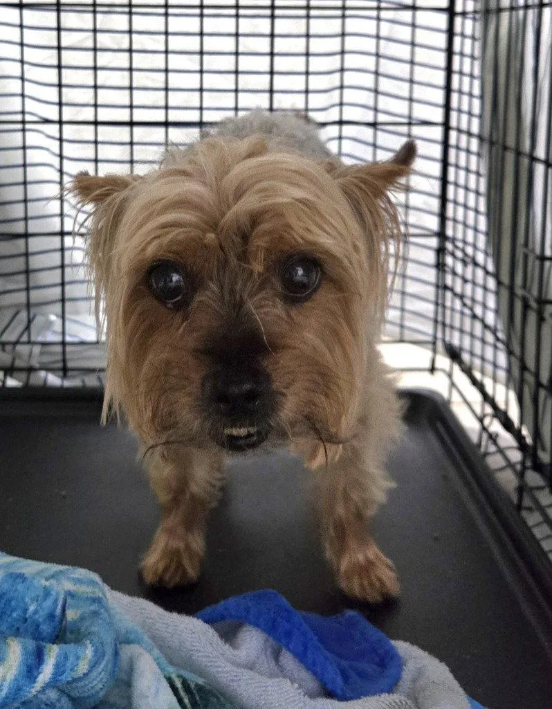 An adult small-sized male Yorkshire Terrier dog named DA  Enzo for adoption in Glen Allen, VA