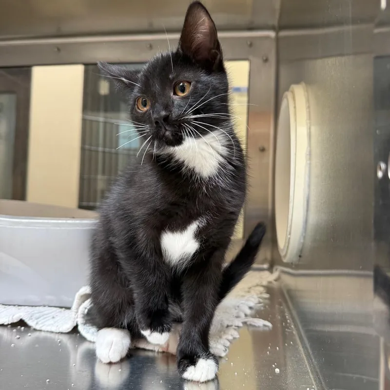 A baby small-sized male Black Domestic Short Hair cat named Slimpy for adoption in York, PA