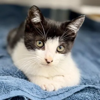 A baby small-sized male Black Domestic Short Hair cat named X Ray for adoption in Atlanta, GA