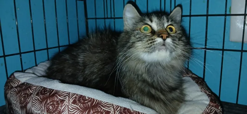 A young small-sized female Domestic Short Hair cat named Ali Girl for adoption in Crocker, MO