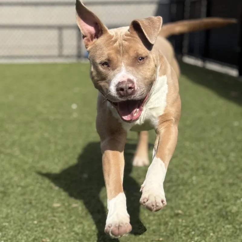 An adult medium-sized male Brown / Chocolate Mixed Breed dog named Gelato for adoption in Greensboro, NC