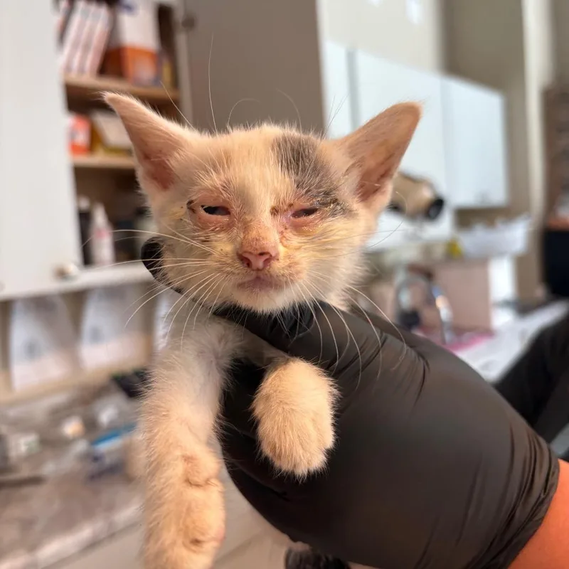 A baby small-sized female Calico Domestic Short Hair cat named Golden Eye for adoption in Huntington, WV